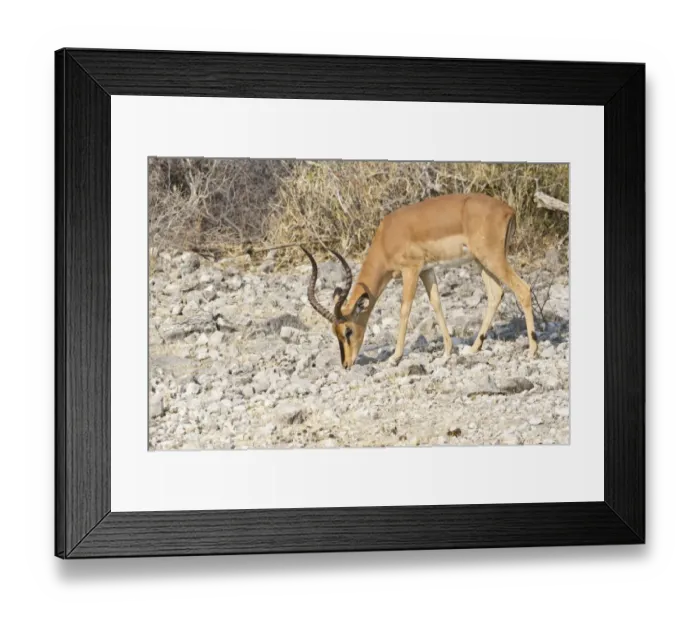 Framed Print : Black-faced Impala -Aepyceros melampus petersi- foraging for food, Etosha National Park, Namibia Framed Print : Black-faced Impala -Aepyceros melampus petersi- foraging for food, Etosha National Park, Namibia