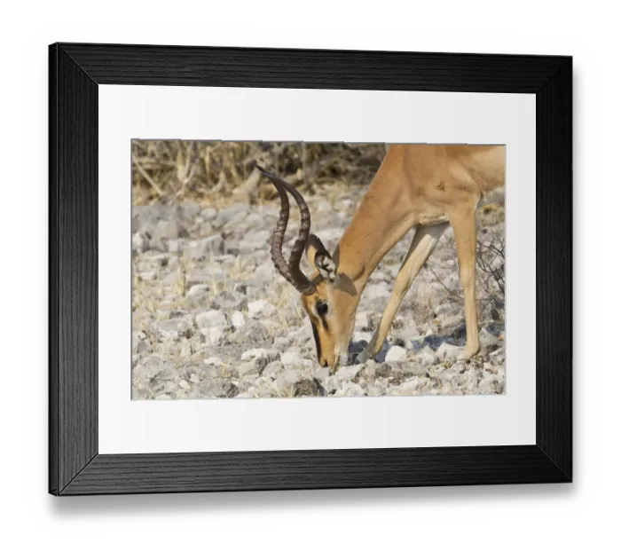 Framed Print : Black-faced Impala -Aepyceros melampus petersi- foraging for food, Etosha National Park, Namibia Framed Print : Black-faced Impala -Aepyceros melampus petersi- foraging for food, Etosha National Park, Namibia