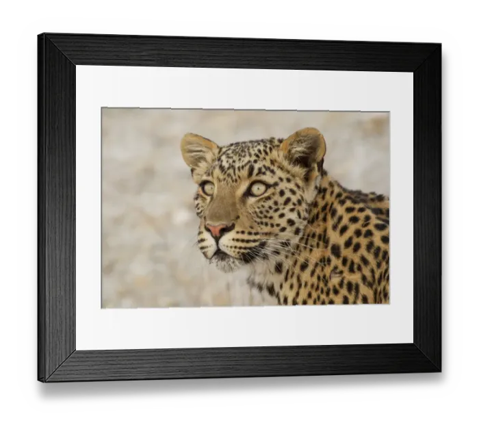 Framed Print : Leopard -Panthera pardus-, portrait, Etosha National Park, Namibia Framed Print : Leopard -Panthera pardus-, portrait, Etosha National Park, Namibia