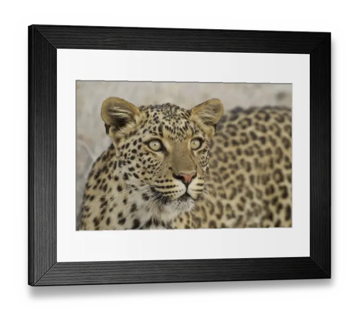 Framed Print : Leopard -Panthera pardus-, portrait, Etosha National Park, Namibia Framed Print : Leopard -Panthera pardus-, portrait, Etosha National Park, Namibia