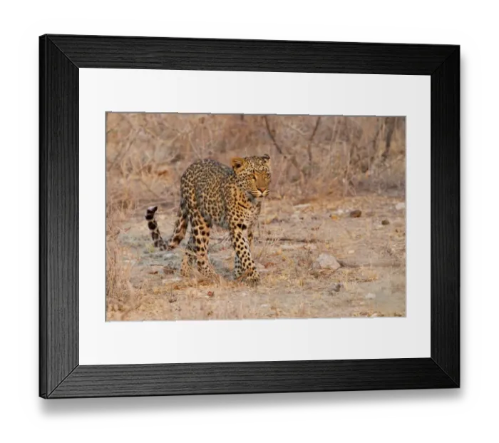 Framed Print : Leopard -Panthera pardus- roaming through its territory, Etosha National Park, Namibia Framed Print : Leopard -Panthera pardus- roaming through its territory, Etosha National Park, Namibia