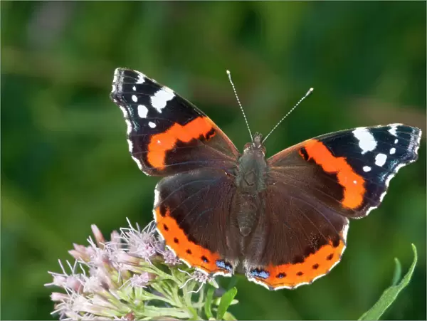 Red Admiral -Vanessa atalanta- in search of nectar on Common Boneset, Agueweed or Feverwort -Eupatorium-, Baden-Wurttemberg, Germany