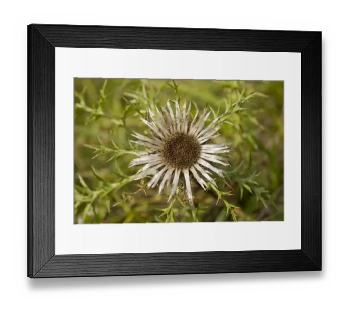 Framed Print : Dwarf Thistle -Carlina acaulis-, Thuringia, Germany Framed Print : Dwarf Thistle -Carlina acaulis-, Thuringia, Germany