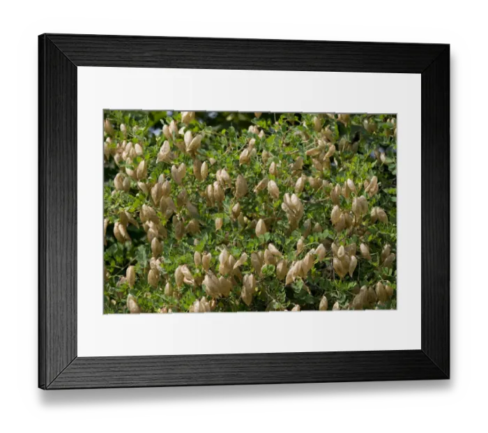 Framed Print : Bladdersenna or Bladder Senna -Colutea arborescens-, fruits, Thuringia, Germany Framed Print : Bladdersenna or Bladder Senna -Colutea arborescens-, fruits, Thuringia, Germany