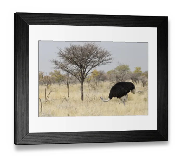 Framed Print : Ostrich or Common Ostrich -Struthio camelus-, male, foraging for food, Etosha National Park, Namibia Framed Print : Ostrich or Common Ostrich -Struthio camelus-, male, foraging for food, Etosha National Park, Namibia