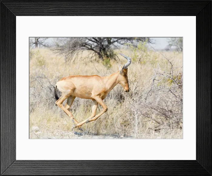 Framed Print : Hartebeest -Alcelaphus buselaphus-, running, Etosha National Park, Namibia Framed Print : Hartebeest -Alcelaphus buselaphus-, running, Etosha National Park, Namibia