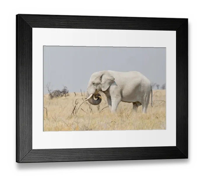 Framed Print : African Elephant -Loxodonta africana- grazing in the steppe, Etosha National Park, Namibia Framed Print : African Elephant -Loxodonta africana- grazing in the steppe, Etosha National Park, Namibia