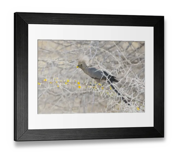 Framed Print : Grey Go-away-bird -Corythaixoides concolor-, Etosha National Park, Namibia Framed Print : Grey Go-away-bird -Corythaixoides concolor-, Etosha National Park, Namibia