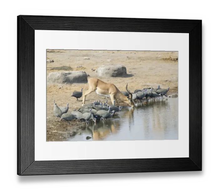 Framed Print : Springbok -Antidorcas marsupialis- drinking at a waterhole, Etosha National Park, Namibia Framed Print : Springbok -Antidorcas marsupialis- drinking at a waterhole, Etosha National Park, Namibia