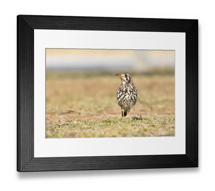 Framed Print : Groundscraper Thrush -Psophocichla litsipsirupa-, Etosha National Park, Namibia Framed Print : Groundscraper Thrush -Psophocichla litsipsirupa-, Etosha National Park, Namibia