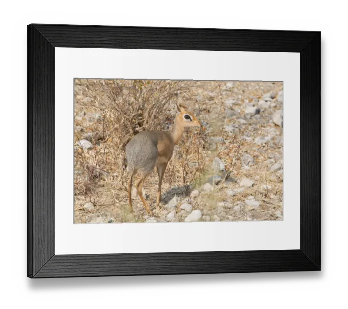 Framed Print : Kirks Dik-dik -Madoqua kirkii-, Etosha National Park, Namibia Framed Print : Kirks Dik-dik -Madoqua kirkii-, Etosha National Park, Namibia
