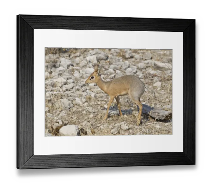 Framed Print : Kirks Dik-dik -Madoqua kirkii-, Etosha National Park, Namibia Framed Print : Kirks Dik-dik -Madoqua kirkii-, Etosha National Park, Namibia