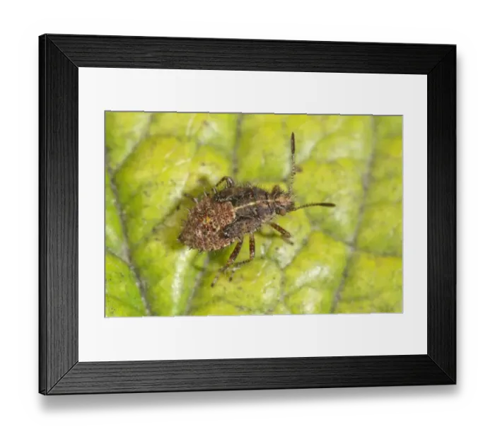 Framed Print : True Bug -Rhopalus subrufus-, larva, Baden-Wuerttemberg, Germany