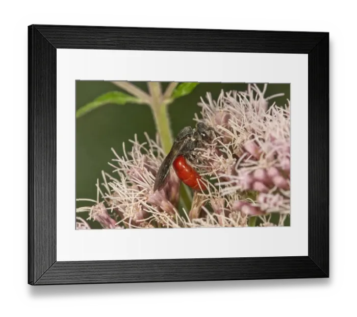 Framed Print : Blood Bee -Sphecodes albilabris- on Hemp-agrimony -Eupatorium cannabinum-, Baden-Wuerttemberg, Germany Framed Print : Blood Bee -Sphecodes albilabris- on Hemp-agrimony -Eupatorium cannabinum-, Baden-Wuerttemberg, Germany