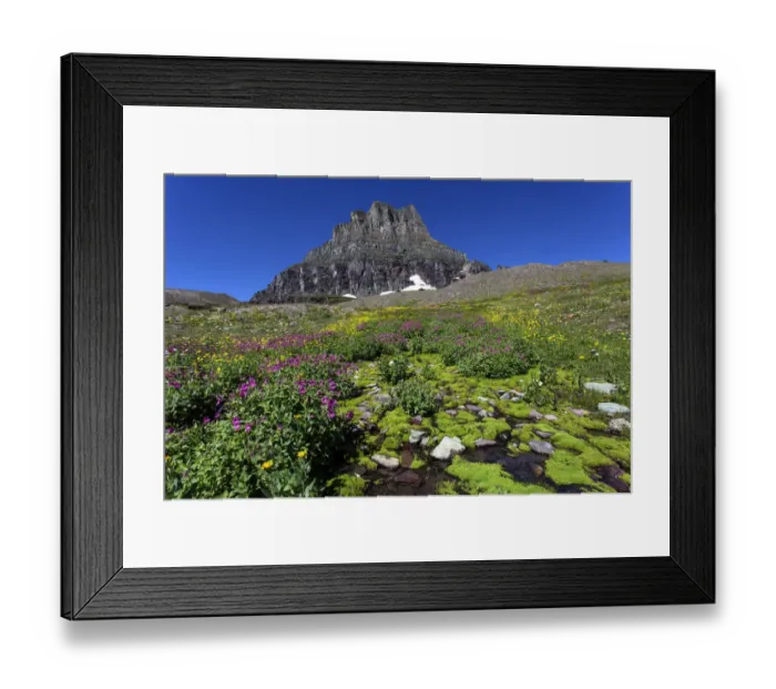 Framed Print : Blooming mountain flowers in front of the Clements Mountains, Hidden Lake Trail, Glacier National Park, Montana, United States Framed Print : Blooming mountain flowers in front of the Clements Mountains, Hidden Lake Trail, Glacier National Park, Montana, United States