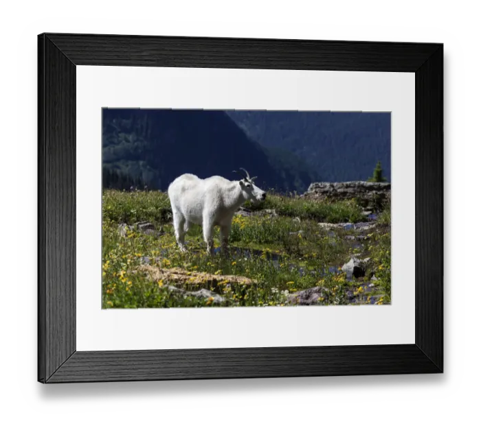 Framed Print : Mountain Goat -Oreamnos americanus-, Glacier National Park, Montana, United States Framed Print : Mountain Goat -Oreamnos americanus-, Glacier National Park, Montana, United States