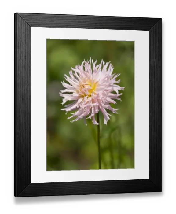 Framed Print : Dahlia, variety Veritable -Dahlia Veritable -, flowering, Thuringia, Germany Framed Print : Dahlia, variety Veritable -Dahlia Veritable -, flowering, Thuringia, Germany