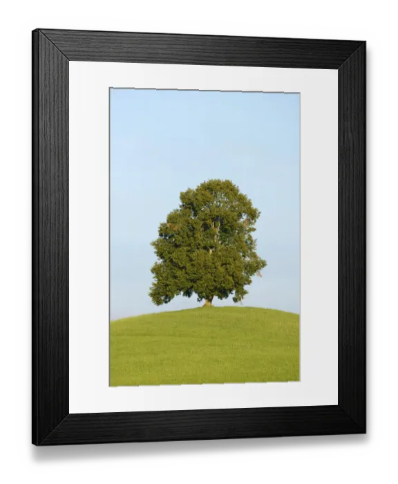 Framed Print : Lime Tree -Tilia- on a green hill, Canton of Zug, Switzerland Framed Print : Lime Tree -Tilia- on a green hill, Canton of Zug, Switzerland