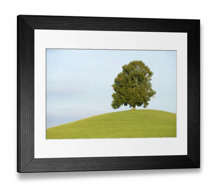 Framed Print : Lime Tree -Tilia- on a green hill, Canton of Zug, Switzerland Framed Print : Lime Tree -Tilia- on a green hill, Canton of Zug, Switzerland