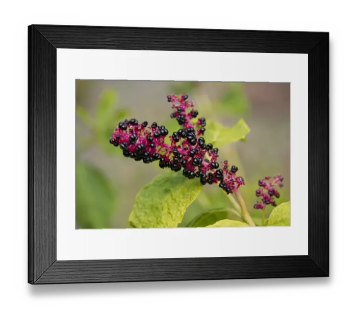Framed Print : Red-ink Plant or Indian Pokeweed -Phytolacca acinosa-, infructescence, Thuringia, Germany Framed Print : Red-ink Plant or Indian Pokeweed -Phytolacca acinosa-, infructescence, Thuringia, Germany