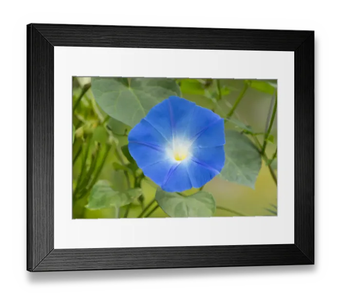Framed Print : Heavenly Blue Morning Glory -Ipomoea tricolor-, flowering, Thuringia, Germany Framed Print : Heavenly Blue Morning Glory -Ipomoea tricolor-, flowering, Thuringia, Germany
