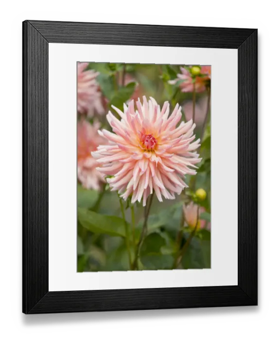 Framed Print : Dahlia -Dahlia- Dora cultivar, flower, Thuringia, Germany Framed Print : Dahlia -Dahlia- Dora cultivar, flower, Thuringia, Germany