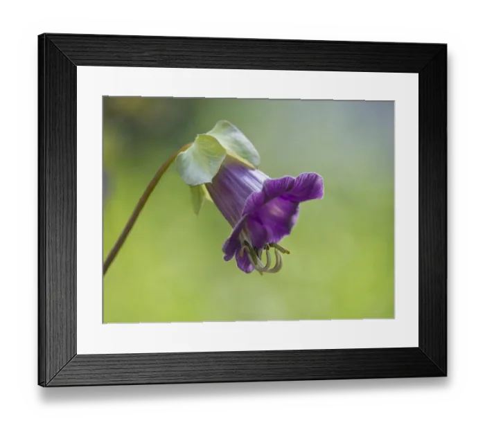 Framed Print : Mexican Ivy -Cobaea scandens-, flower, Thuringia, Germany Framed Print : Mexican Ivy -Cobaea scandens-, flower, Thuringia, Germany