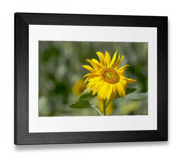 Framed Print : Sunflower -Helianthus annuus-, Baden-Wurttemberg, Germany Framed Print : Sunflower -Helianthus annuus-, Baden-Wurttemberg, Germany