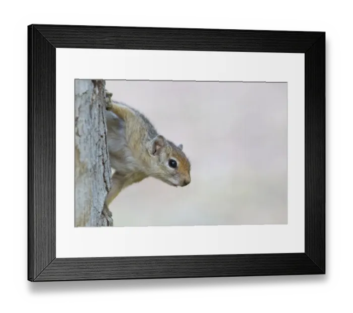 Framed Print : Cape Ground Squirrel -Xerus inauris-, Namibia Framed Print : Cape Ground Squirrel -Xerus inauris-, Namibia