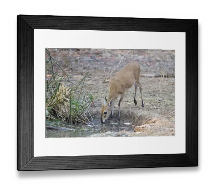 Framed Print : Kirks Dik-dik -Madoqua kirkii-, drinking water, Etosha National Park, Namibia Framed Print : Kirks Dik-dik -Madoqua kirkii-, drinking water, Etosha National Park, Namibia