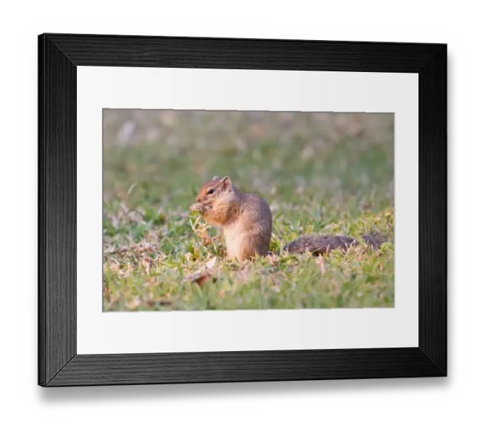 Framed Print : Smiths bush squirrel -Paraxerus cepapi-, feeding, Namibia Framed Print : Smiths bush squirrel -Paraxerus cepapi-, feeding, Namibia