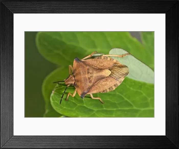 Framed Print : Shield Bug -Carpocoris fuscispinus-, Baden-Wuerttemberg, Germany Framed Print : Shield Bug -Carpocoris fuscispinus-, Baden-Wuerttemberg, Germany