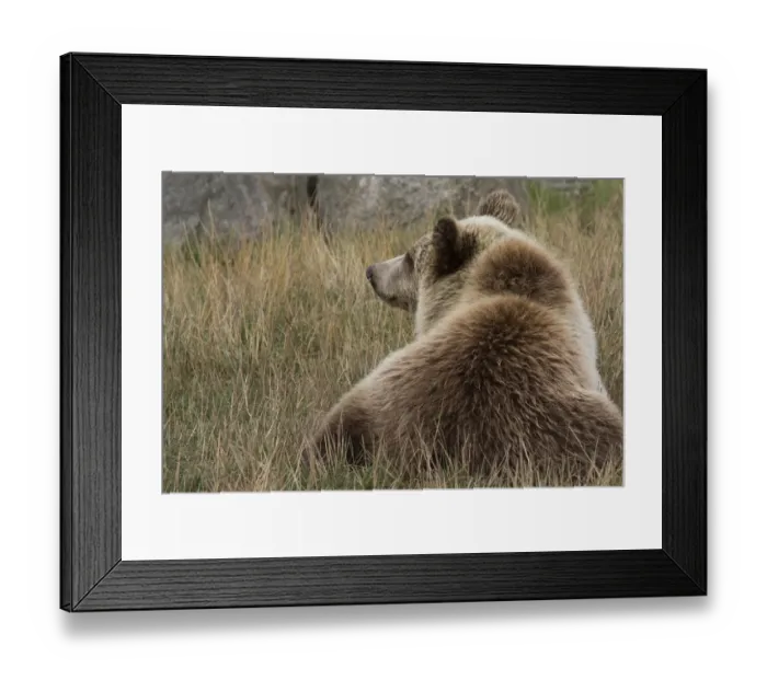 Framed Print : Brown Bear -Ursus arctos-, cub, in Skandinavisk Dyrepark or Scandinavian Wildlife Park, Jutland, Denmark Framed Print : Brown Bear -Ursus arctos-, cub, in Skandinavisk Dyrepark or Scandinavian Wildlife Park, Jutland, Denmark