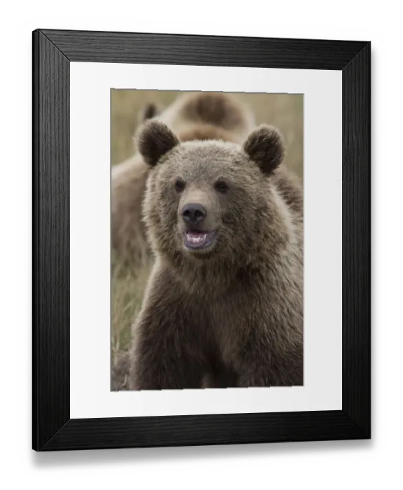 Framed Print : Brown Bear -Ursus arctos-, cub, in Skandinavisk Dyrepark or Scandinavian Wildlife Park, Jutland, Denmark Framed Print : Brown Bear -Ursus arctos-, cub, in Skandinavisk Dyrepark or Scandinavian Wildlife Park, Jutland, Denmark
