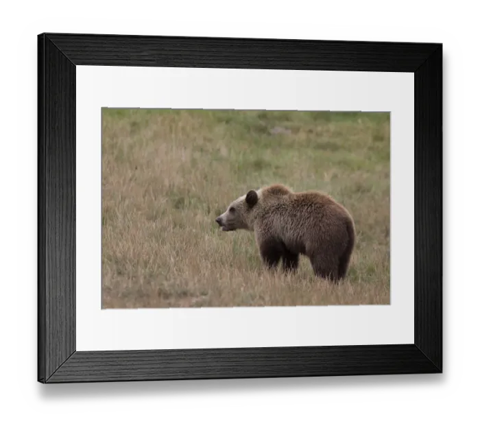Framed Print : Brown Bear -Ursus arctos-, cub, in Skandinavisk Dyrepark or Scandinavian Wildlife Park, Jutland, Denmark Framed Print : Brown Bear -Ursus arctos-, cub, in Skandinavisk Dyrepark or Scandinavian Wildlife Park, Jutland, Denmark