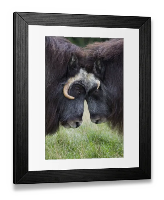 Framed Print : Musk Oxen -Ovibos moschatus- in Skandinavisk Dyrepark or Scandinavian Wildlife Park, Jutland, Denmark Framed Print : Musk Oxen -Ovibos moschatus- in Skandinavisk Dyrepark or Scandinavian Wildlife Park, Jutland, Denmark