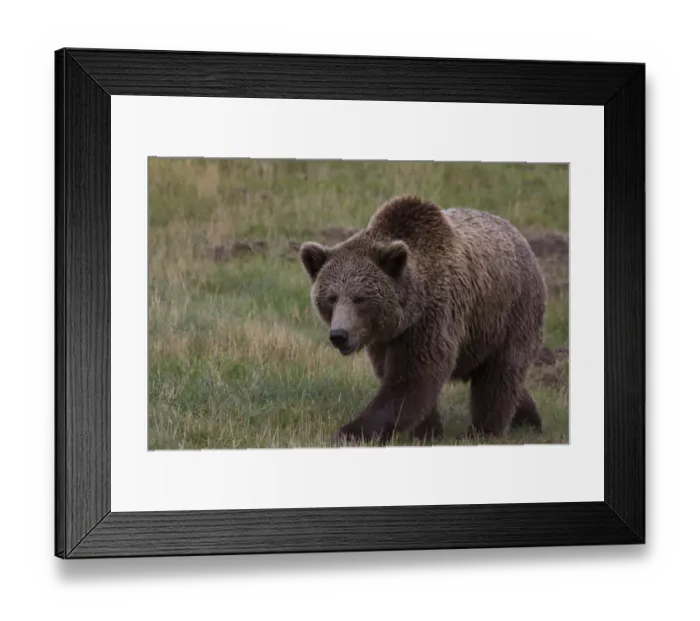 Framed Print : Brown Bear -Ursus arctos- in Skandinavisk Dyrepark or Scandinavian Wildlife Park, Jutland, Denmark