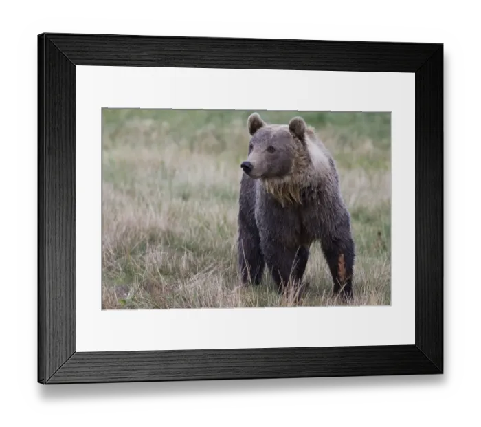 Framed Print : Brown Bear -Ursus arctos- in Skandinavisk Dyrepark or Scandinavian Wildlife Park, Jutland, Denmark Framed Print : Brown Bear -Ursus arctos- in Skandinavisk Dyrepark or Scandinavian Wildlife Park, Jutland, Denmark