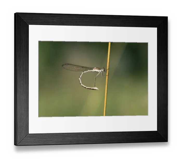 Framed Print : Common Winter Damselfly -Sympecma fusca-, female, Canton of Geneva, Switzerland