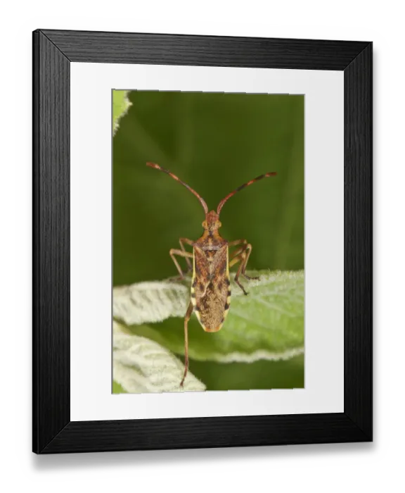 Framed Print : Juniper Shield Bug -Gonocerus juniperi-, Baden-Wuerttemberg, Germany