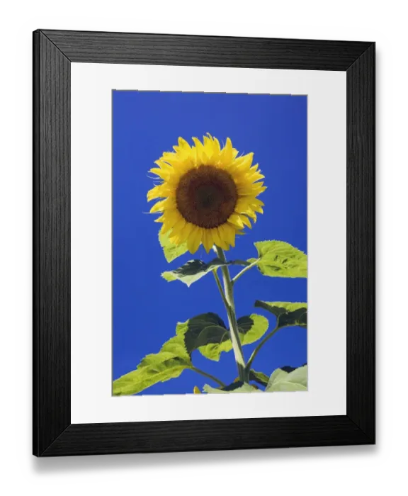 Framed Print : Sunflower -Helianthus annuus- against a blue sky, Quebec, Canada Framed Print : Sunflower -Helianthus annuus- against a blue sky, Quebec, Canada
