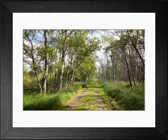 Framed Print : Trail through the Ribnitzer Great Moor Nature Reserve, Ribnitz Damgarten, Mecklenburg-Vorpommern, Germany Framed Print : Trail through the Ribnitzer Great Moor Nature Reserve, Ribnitz Damgarten, Mecklenburg-Vorpommern, Germany