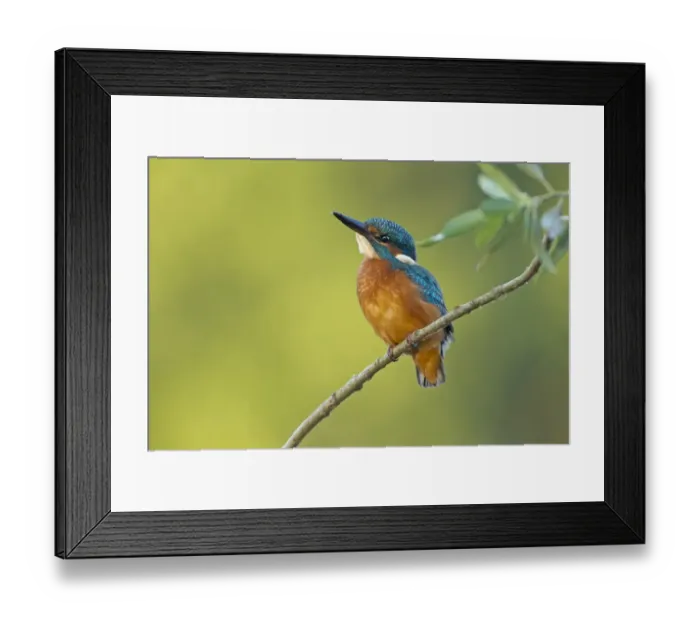 Framed Print : Kingfisher -Alcedo atthis-, young bird, Middle Elbe, Saxony-Anhalt, Germany Framed Print : Kingfisher -Alcedo atthis-, young bird, Middle Elbe, Saxony-Anhalt, Germany