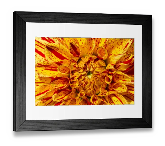 Framed Print : Dahlia -Dahlia sp. -, Hesse, Germany