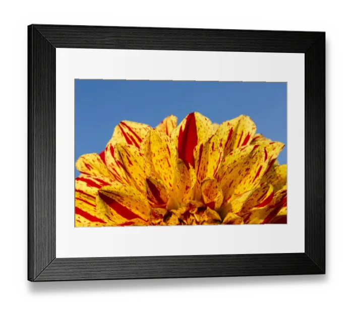 Framed Print : Dahlia -Dahlia sp. -, Hesse, Germany