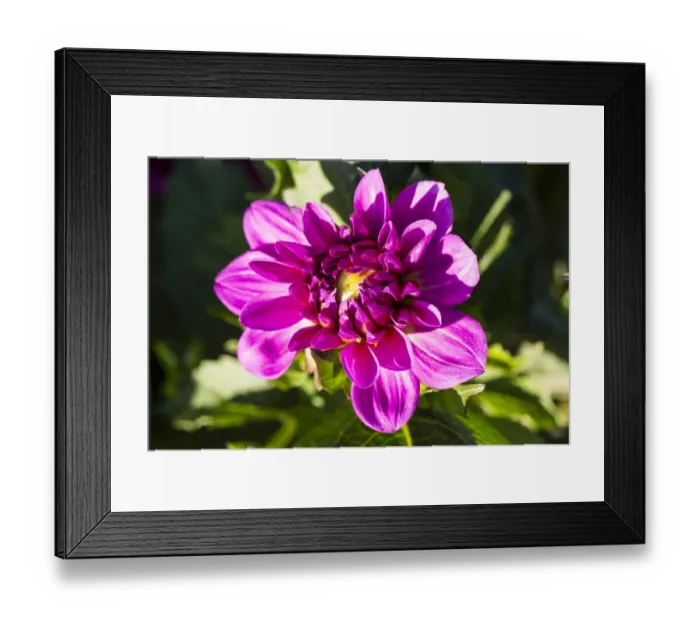Framed Print : Dahlia -Dahlia sp. -, Hesse, Germany Framed Print : Dahlia -Dahlia sp. -, Hesse, Germany