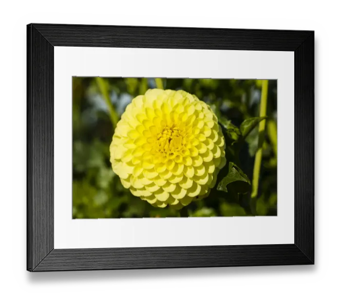 Framed Print : Dahlia -Dahlia sp. -, Hesse, Germany Framed Print : Dahlia -Dahlia sp. -, Hesse, Germany
