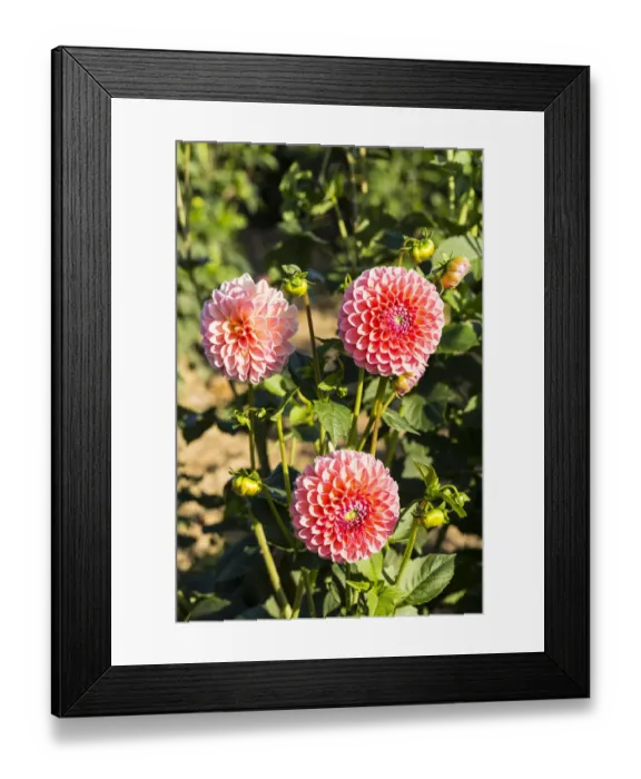Framed Print : Dahlias -Dahlia sp. -, Hesse, Germany Framed Print : Dahlias -Dahlia sp. -, Hesse, Germany