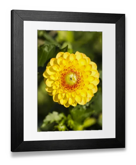 Framed Print : Dahlia -Dahlia sp. -, Hesse, Germany Framed Print : Dahlia -Dahlia sp. -, Hesse, Germany
