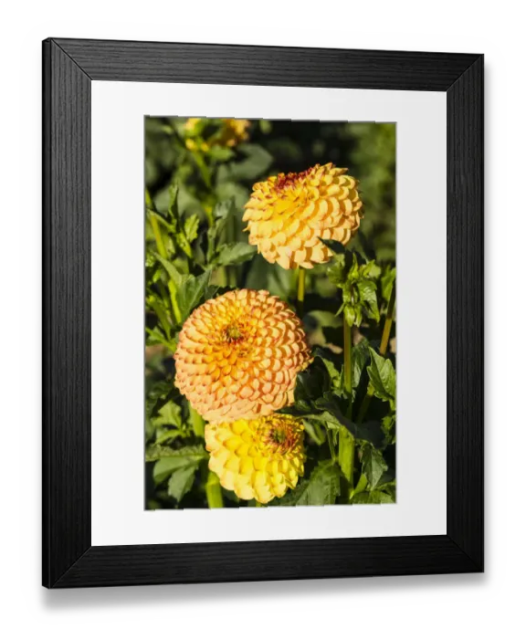 Framed Print : Dahlias -Dahlia sp. -, Hesse, Germany Framed Print : Dahlias -Dahlia sp. -, Hesse, Germany